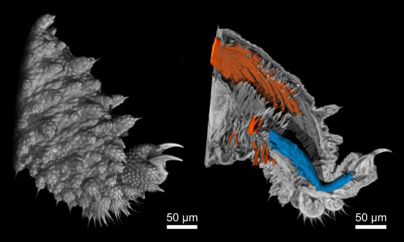 Novel Nano-CT device creates high-resolution 3D-X-rays of tiny velvet worm legs