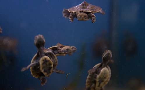 November weather spells a troublesome time for turtles