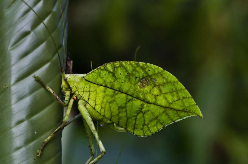 Now you see me! New insect mimics dead leaves -- but sings loud enough for humans to hear