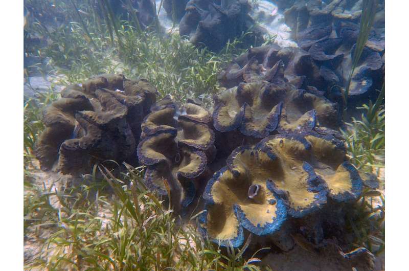 NUS marine scientists lead comprehensive review of giant clams species worldwide