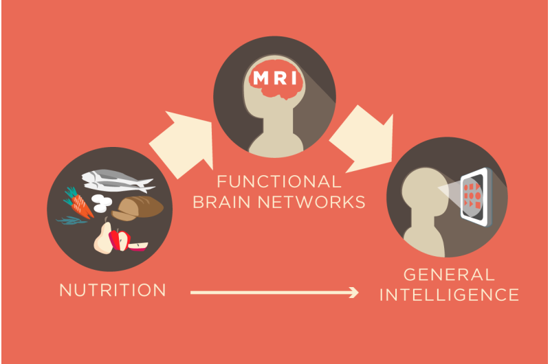 Nutrition has benefits for brain network organization, new research finds