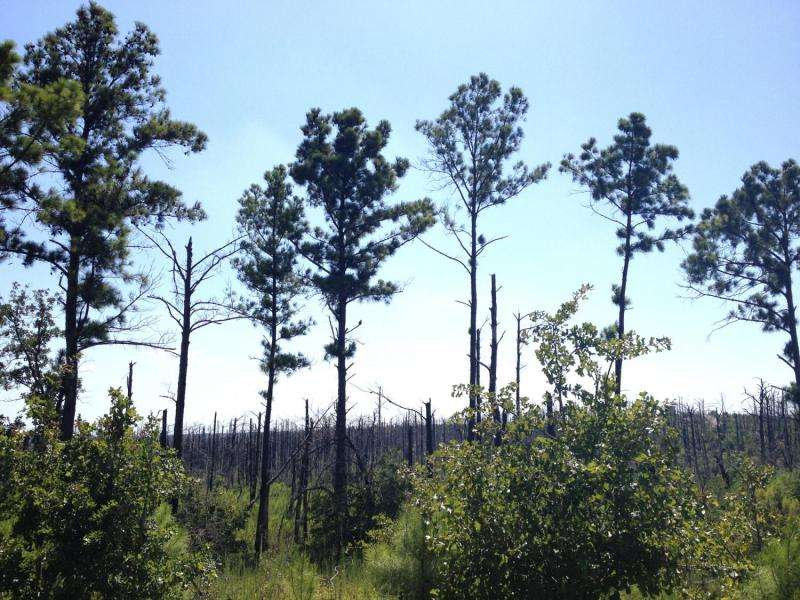 Oaks may replace pines in severely burned ‘Lost Pines’ region without human intervention