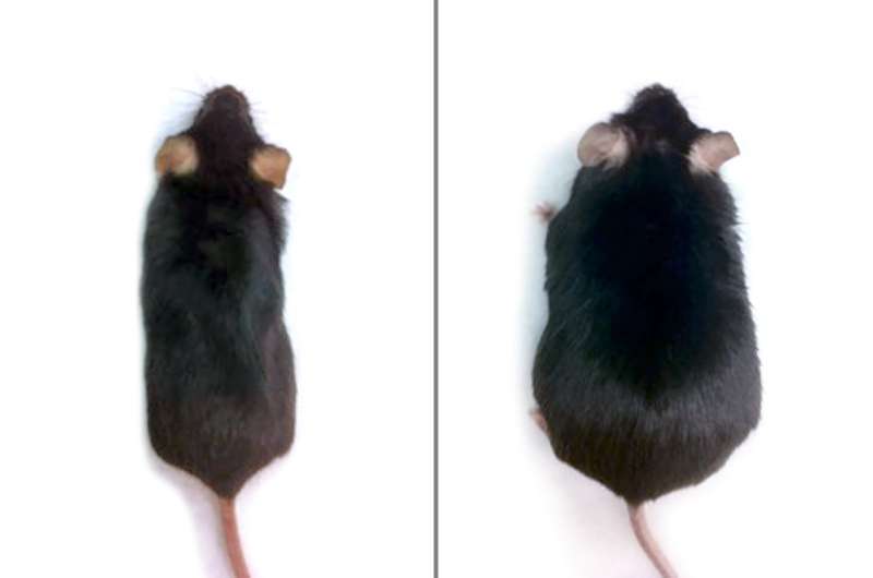 Obesity prevented in mice fed high-fat diet