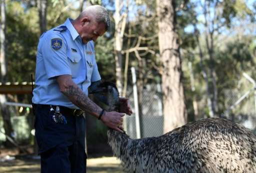 Officer Ian Mitchell handles an emu inside an enclosure at John Morony Correctional Complex Wildlife Centre outside Sydney.