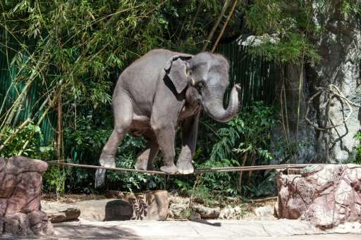 Of the 2,923 elephants WAP documented working within Asia's tourism trade, 2,198 were found in Thailand alone.
