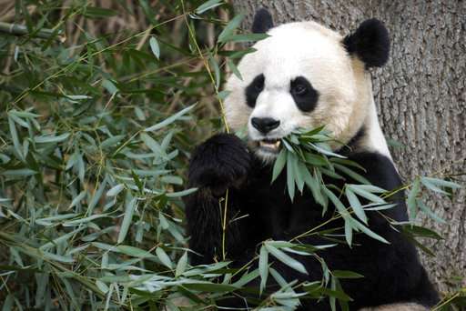 Oh baby! DC zoo officials hoping to get panda pregnant