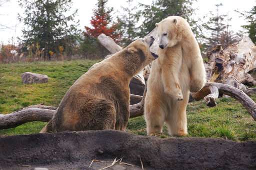 Ohio zoo euthanizes 29-year-old polar bear that had cancer
