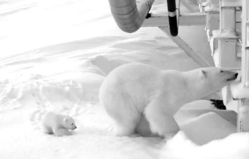 Oil company watches over pregnant polar bear under bridge