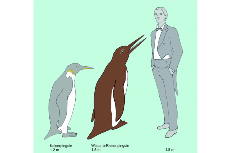 Oldest penguin fossil shows that penguins diversified earlier than previously assumed
