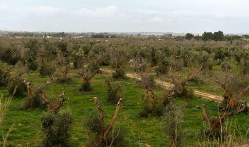Olive trees infected by the bacteria &quot;Xylella Fastidiosa&quot; are seen in Italy's Puglia region in 2016