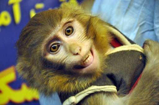 One of Iran's two space monkeys is shown off at a Tehran press conference on January 30, 2013, following its safe return