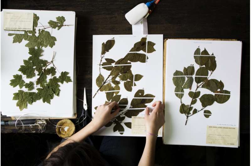 One of the world largest digital herbaria launched