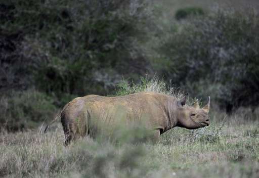 Only about 1,000 of Africa's Eastern black rhinos remain in the wild