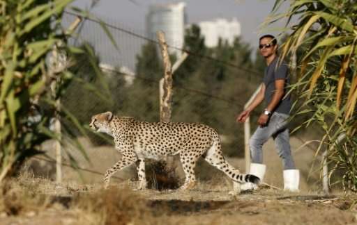 Only some 50 Asiatic cheetahs are thought to exist in Iran