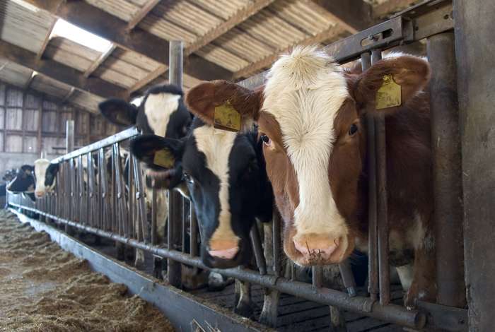 On-the-range detection technology could corral bovine TB