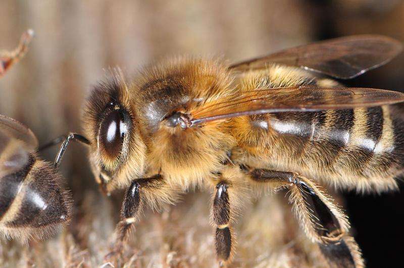 Opinion: How do we protect our native bee species?