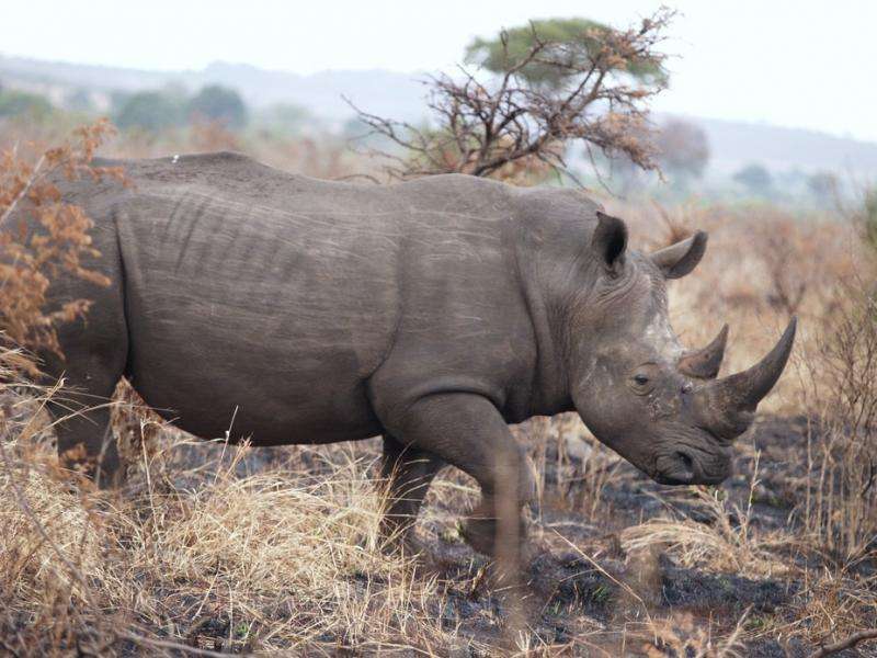 Opinion: Rhinos should be conserved in Africa, not moved to Australia