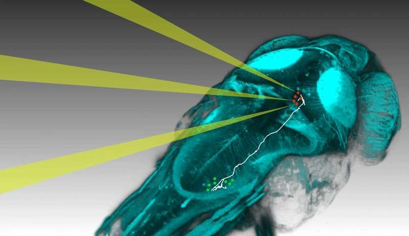 Optical method links individual neurons and network activity to behaviour in zebrafish