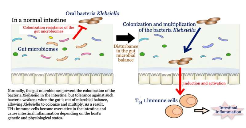 Oral bacteria in the gut could drive immune cell induction and inflammatory bowel disease