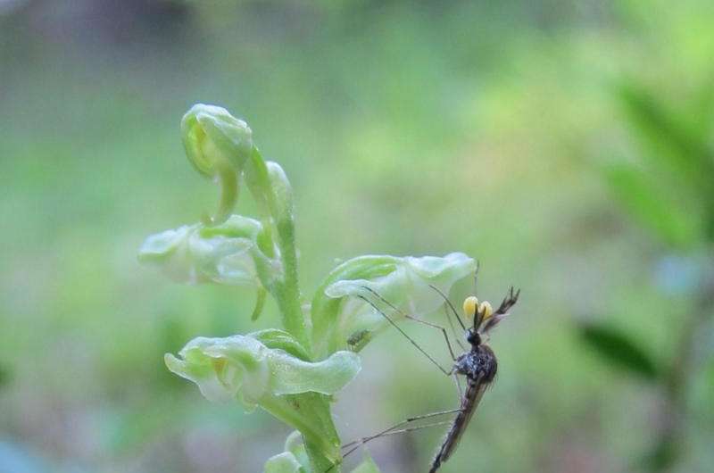 Orchids mimic human body odor to attract mosquitoes