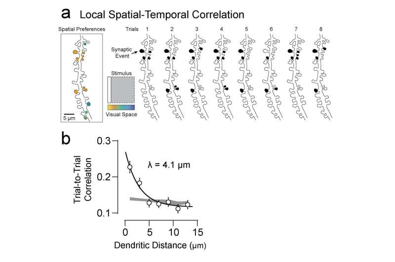Order in disorder: A key feature of dendritic organization in the brain