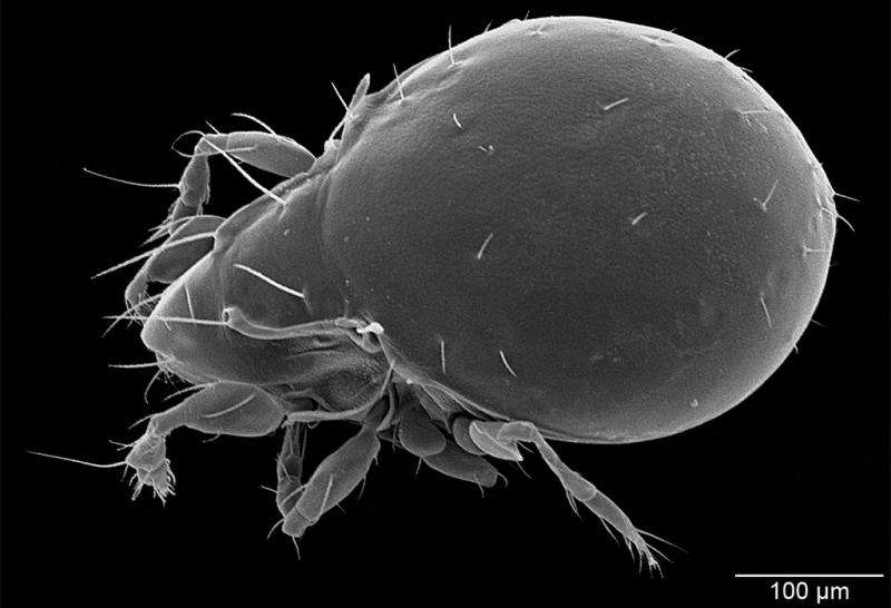 Oribatid mite uses hydrogen cyanide for defence