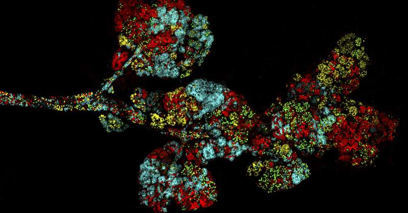 Ovarian hormones awaken newly discovered breast stem cells