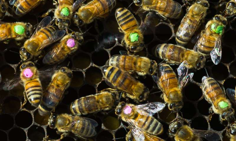 Overuse of antibiotics brings risks for bees -- and for us