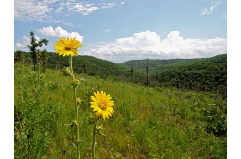 Ozark grasslands experience major increase in trees and shrubs