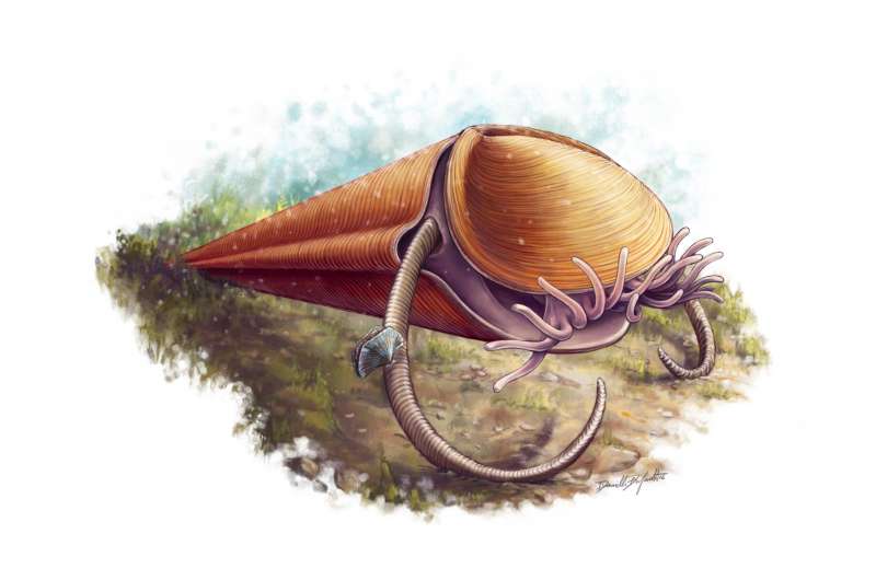 Paleontologists classify mysterious ancient cone-shaped sea creatures