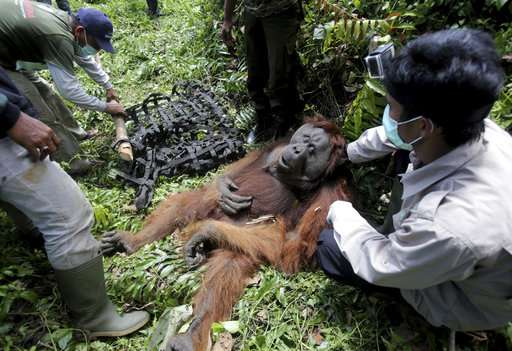 Palm oil kills orangutans in Indonesia peat swamp