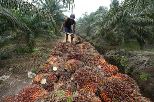 Palm oil seeds being harvested in Sumatra, Indonesia—the edible vegetable oil is a key ingredient in goods from shampoo to biscu