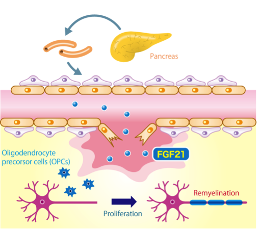 Pancreatic factor promotes remyelination in the central nervous system after injury