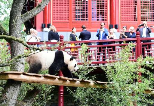 Panda fans take photos of the new panda stars making their public debut at a Dutch zoo