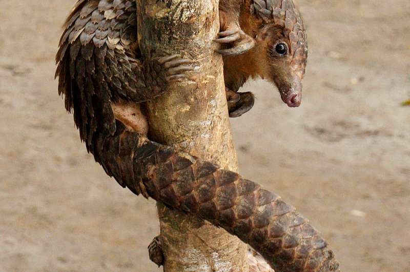 Pangolins at huge risk as study shows dramatic increases in hunting across Central Africa
