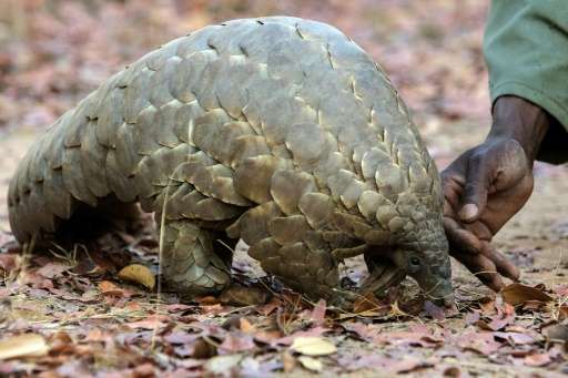 Pangolins, porcupines and hedgehogs have needle-sharp quills or armour provide excellent protection against predators