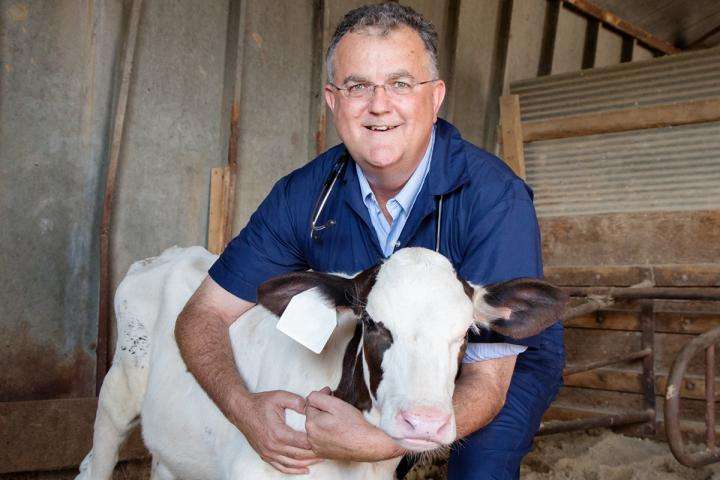 Paper: Clinical signs best predictors of mortality in critically ill calves