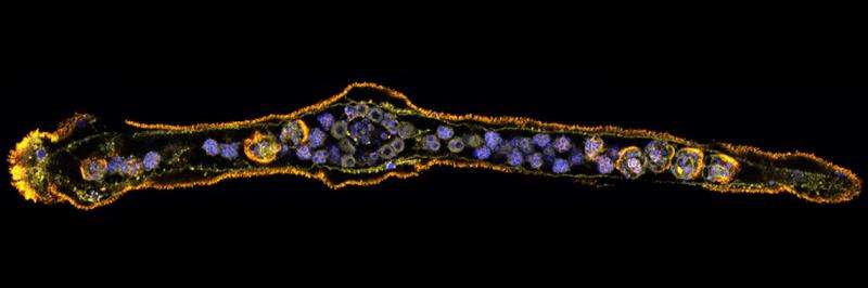 Parasite revealed—new insights into dicyemida