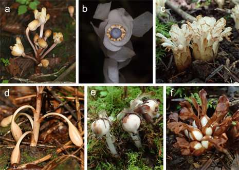 Parasitic plants rely on unusual method to spread their seeds
