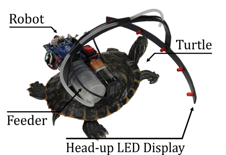 Parasitic robot system for waypoint navigation of turtle