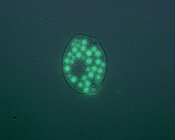 Pathogenic bacteria train their defence in lakes and oceans