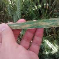 Pathogen uses light to facilitate its invasion of wheat plants