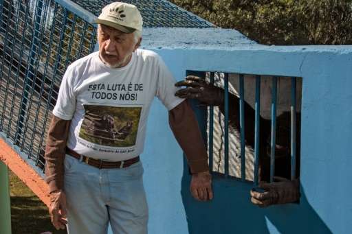 Pedro Ynterian, the director of the Great Apes Project (GAP), stands next to a chimpanzee at a sanctuary for apes in Sorocaba, s