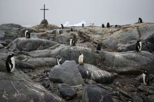 Penguins are pictured next to a cross that stands as a memorial to three British Antarctic Survey scientists who disappeared in 