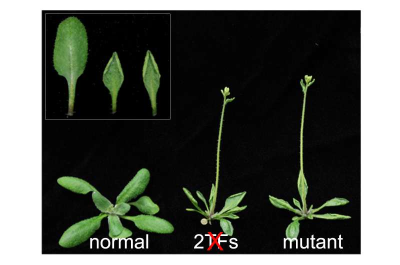Penn biologists show how plants turn off genes they don't need
