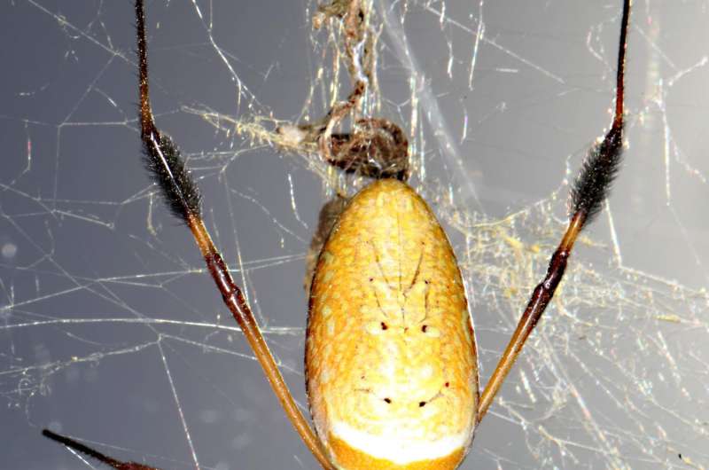 Penn scientists illuminate genetics underlying the mysterious powers of spider silks