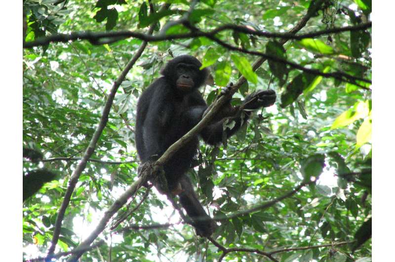Penn study identifies new malaria parasites in wild bonobos
