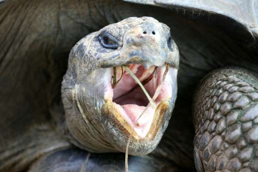 Peruvian officials found 29 Galapagos tortoises, considered vulnerable to extinction, on a bus while working to identify a wildl