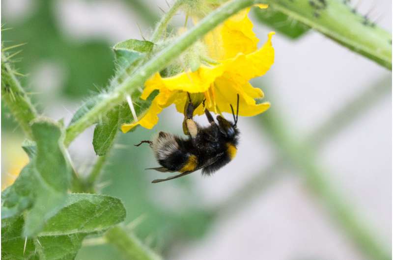 Pesticides may cause bumblebees to lose their buzz, study finds