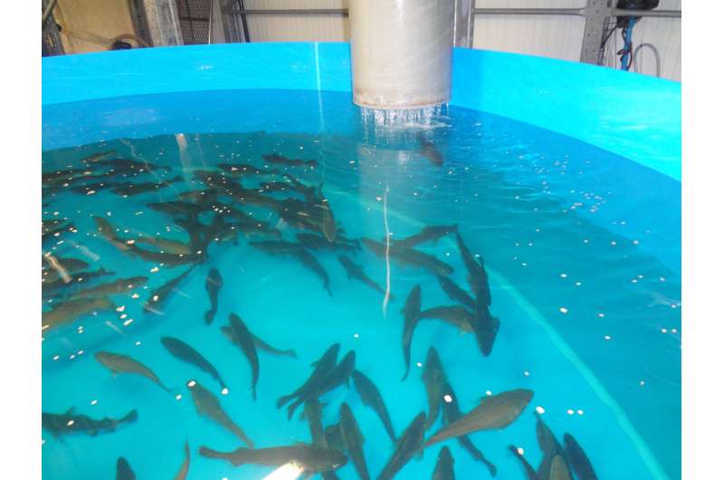 Phages an effective alternative to the use of antibiotics in aquaculture